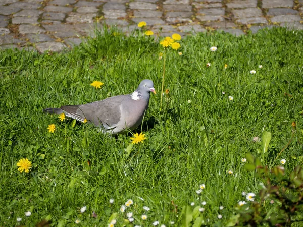 在公园里散步吃的普通木鸽 — 图库照片