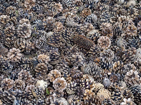 Many pine cones on the ground — Stock Photo, Image
