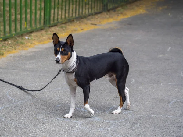 Beautiful Basenji race dog watching other dogs