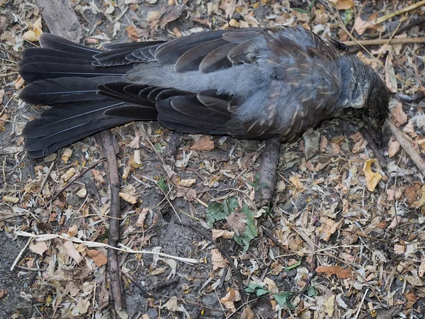公园地面的死鸟尸体 — 图库照片