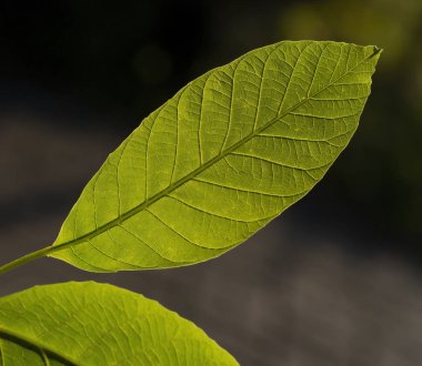 Parlak güneş ışığının fresg yeşil yaprak makro fotoğraf ön