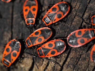 Boxelder kırmızı hatalar bahar gün her yerde