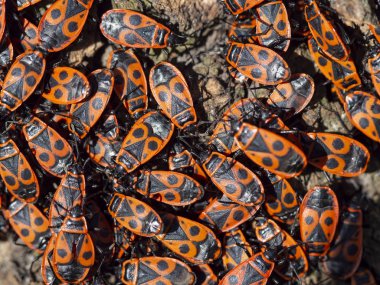 Birçok boxelder kırmızı böcek erken bahar günlerinde seyahat etmeye hazır