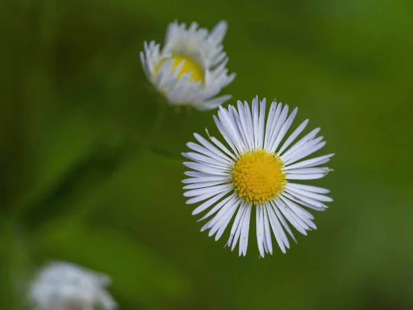 Schöne weiße Gänseblümchen-Blume von oben — Stockfoto