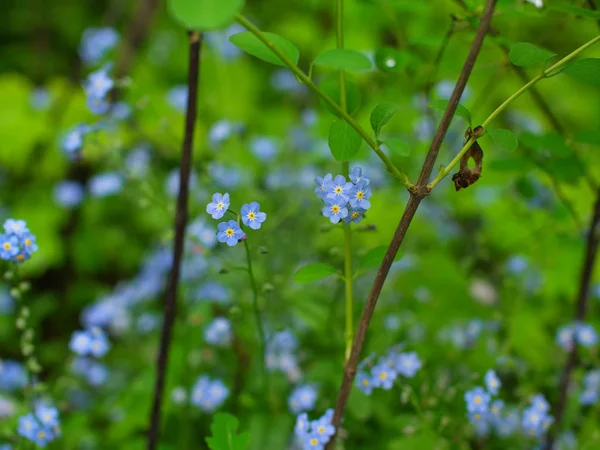 Little Blue Wild Flowers-Fotrget Me Not Flower — Stock Photo, Image