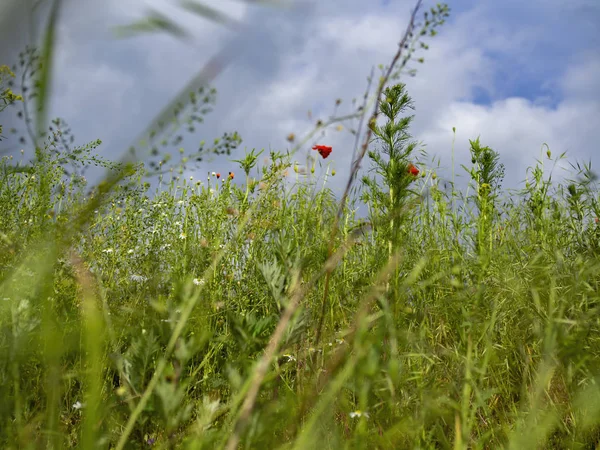 Κόκκινα λουλούδια παπαρούνας μεταξύ των πράσινων φυτών στη φύση — Φωτογραφία Αρχείου