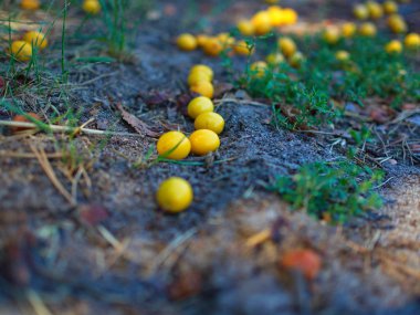Vahşi sarı erikler ormandaki toprağa düşer.