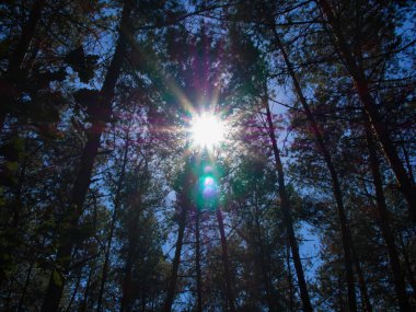 Ormandaki uzun ağaçların arkasında parlak güneş ve mercek parlıyor.