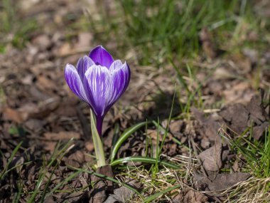 tarlada bahar günü yabani safran çiçeği