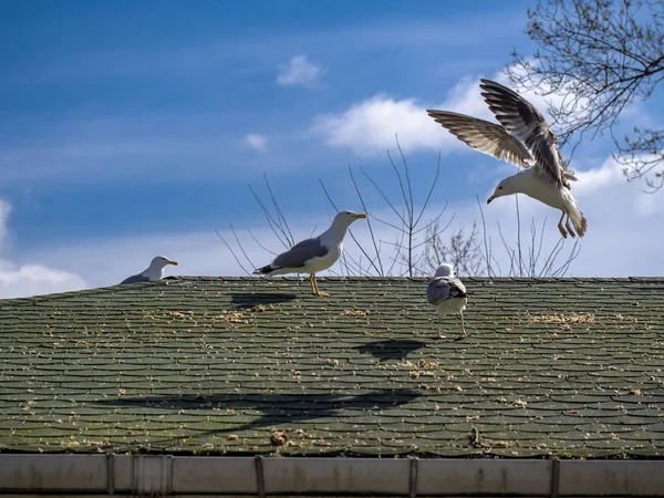 Seagulls on the roof and one seagull trying to landing — Stock Photo, Image