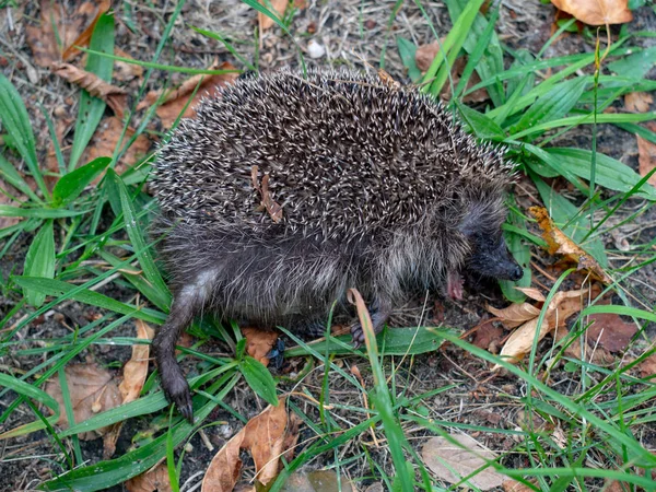 Dode egel op de weide — Stockfoto