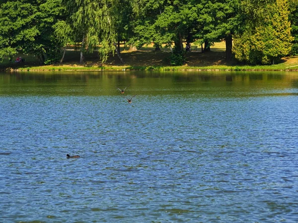 Dos Patos Volando Superficie Del Lago — Foto de Stock