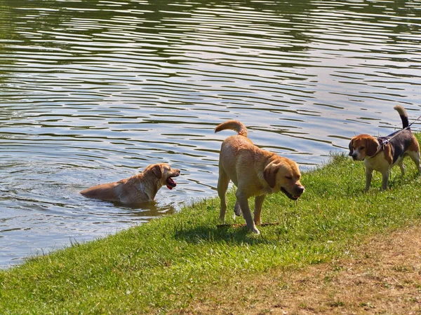 Dogs playing in the lake water when hot summer day