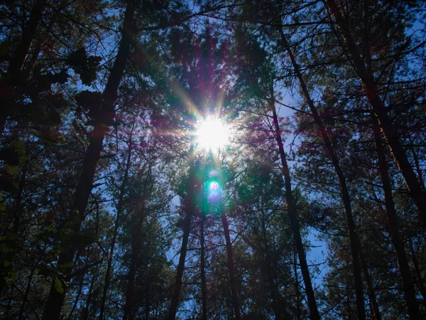 Ormandaki uzun ağaçların arkasında parlak güneş ve mercek parlıyor.