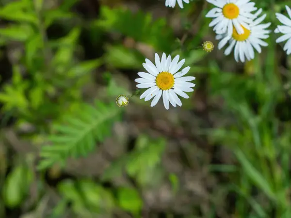 Gänseblümchen Blühen Vor Den Grünen Blättern Von Oben — Stockfoto