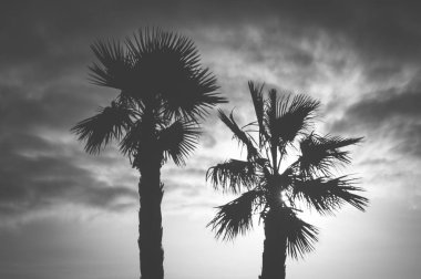 palmiye ağacı ve gökyüzü