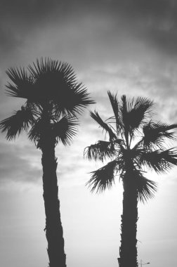 palmiye ağacı ve gökyüzü