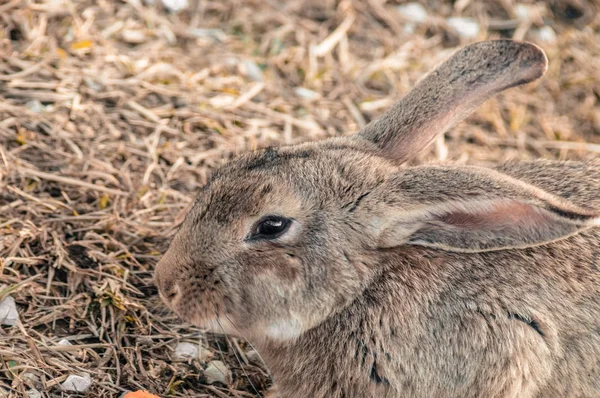 공원에 있는 토끼 — 스톡 사진