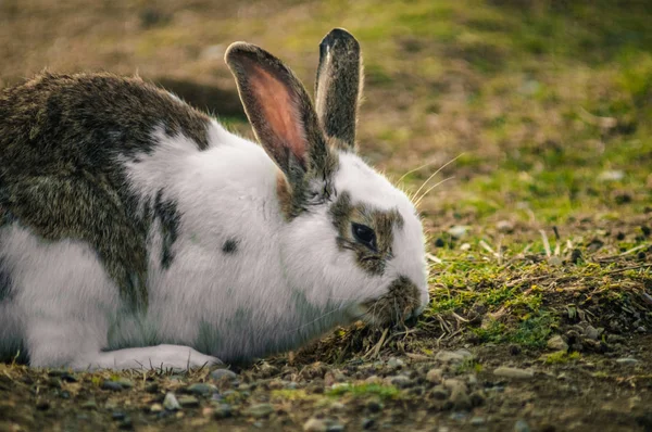 Rabbit in the park — Stock Photo, Image