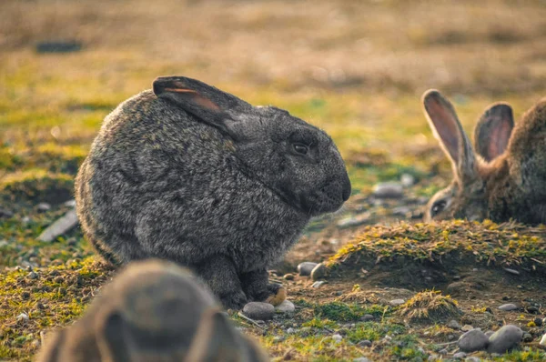 공원에 있는 토끼 — 스톡 사진