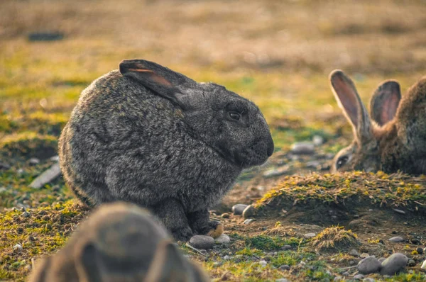 Rabbit in the park — Stock Photo, Image