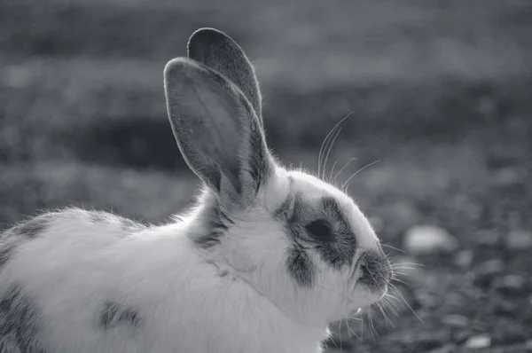 Rabbit in the park — Stock Photo, Image
