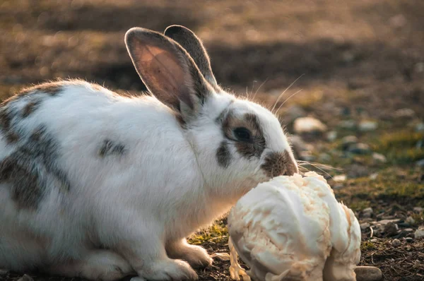 Conejo en el parque — Foto de Stock