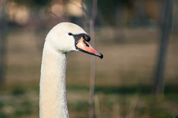 Cisne está descansando na grama — Fotografia de Stock