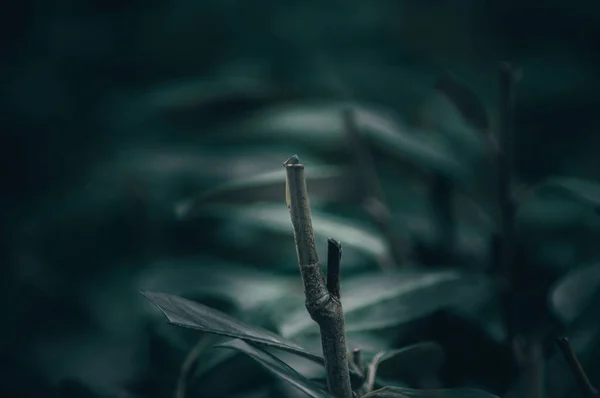 Grüne Blätter einer Pflanze — Stockfoto