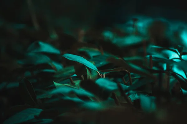 Groene bladeren van een plant — Stockfoto