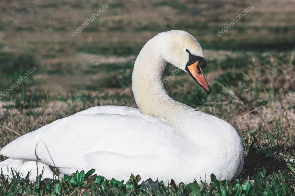 swan is resting on the grass