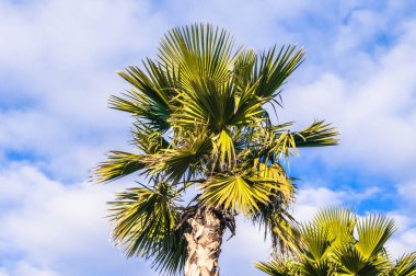 Fotoğraf gökyüzü palmiye ağaçlarının