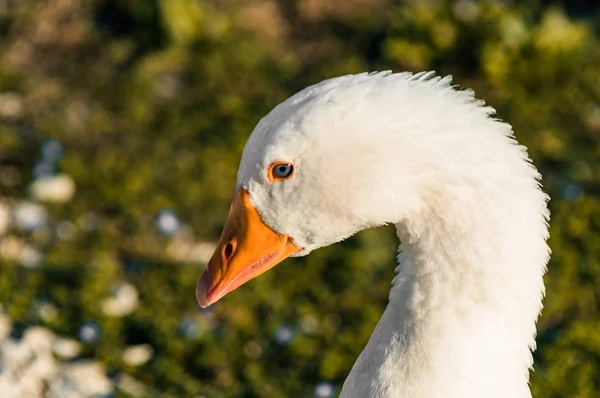 Vit gås huvud — Stockfoto