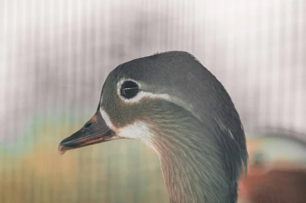 Mandarin bird in the park