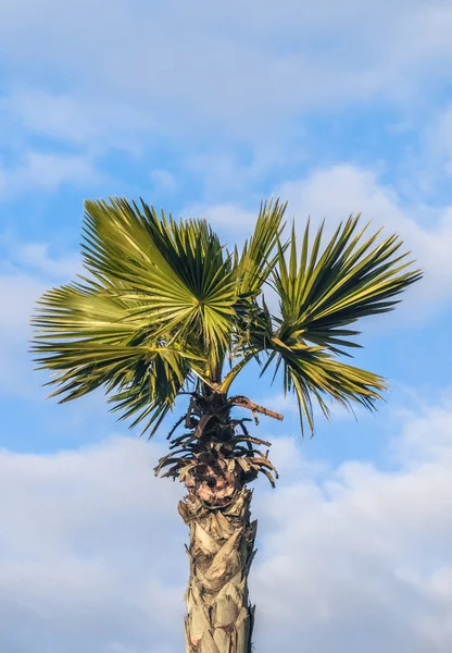 Photo of palm trees against the sky