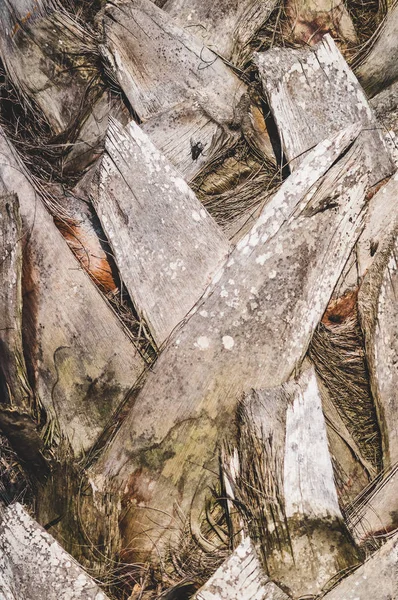 Palmiye ağacı doku kabuğu — Stok fotoğraf