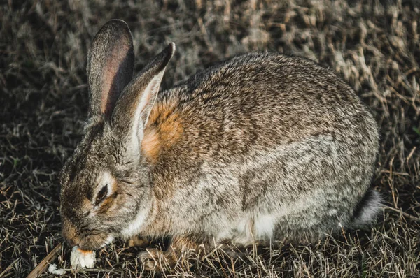 Rabbit in the park on the grass — Stock Photo, Image