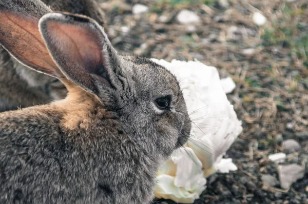 Rabbit in the park on the grass — Stock Photo, Image