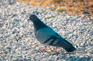 çimenlerin üzerinde yürüyüş güvercin