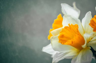 Bahar nergis bir buket