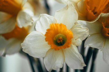 Bahar nergis bir buket