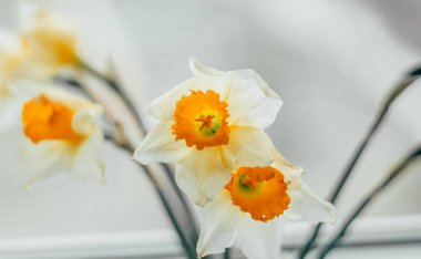 Bahar nergis bir buket