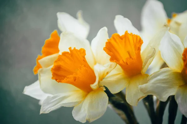 春天水仙花的花束 — 图库照片