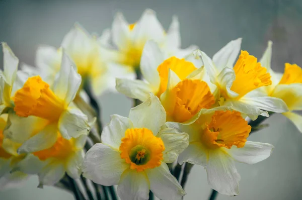 Buquê de narcisos de primavera — Fotografia de Stock