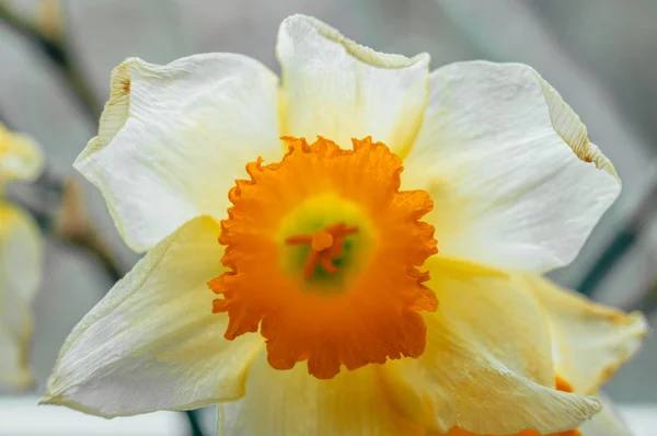 Ramo de narcisos de primavera — Foto de Stock