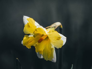 Bahar nergis bir buket