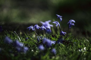 Parkta mavi kardelen