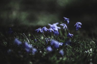 Parkta mavi kardelen