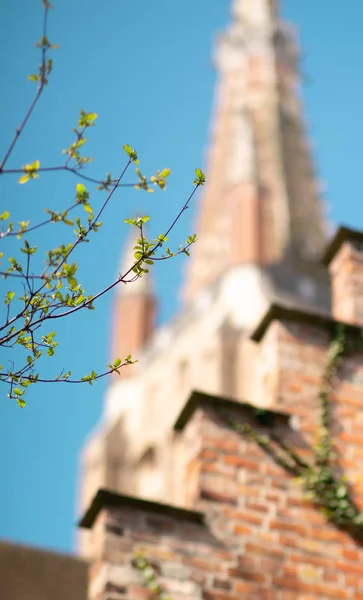 The foliage on the tree blossoms against the background of the Spire of the old tower in Bruges. Euro-trip. Belgium