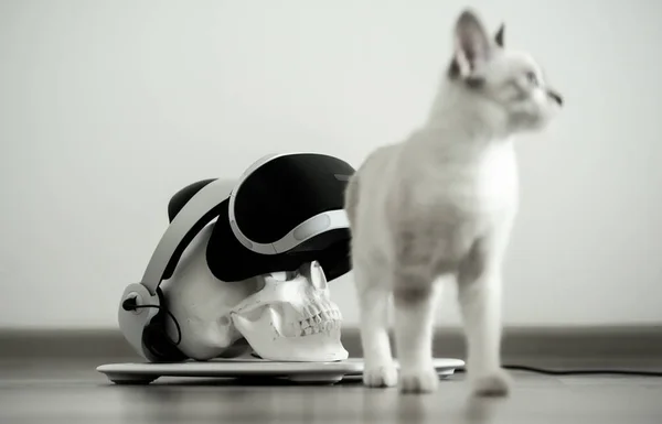 white skull on a stand in a VR helmet. Gray cat Digital concept.